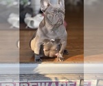 Small #17 Breeder Profile image
