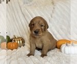Small #1 Breeder Profile image