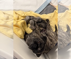 Pug Dog Breeder near PRESCOTT VALLEY, AZ, USA