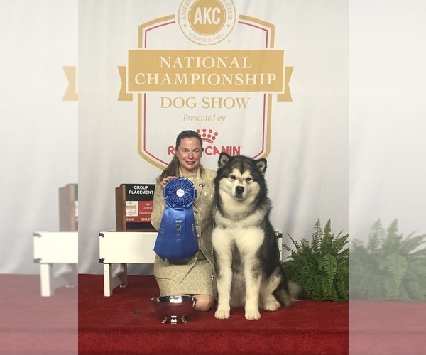 Medium Photo #2  Breeder Profile in ORINDA, CA, USA