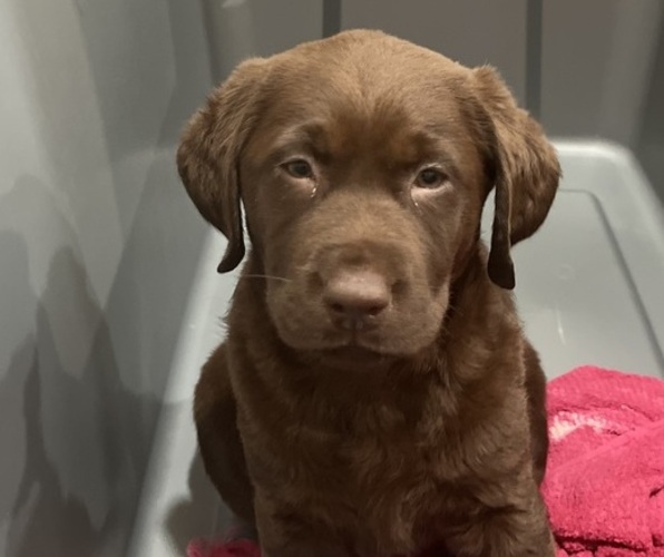 Medium Photo #1  Breeder Profile in RIVERVIEW, FL, USA