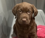 Small breeder photo
