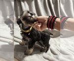 Small breeder photo
