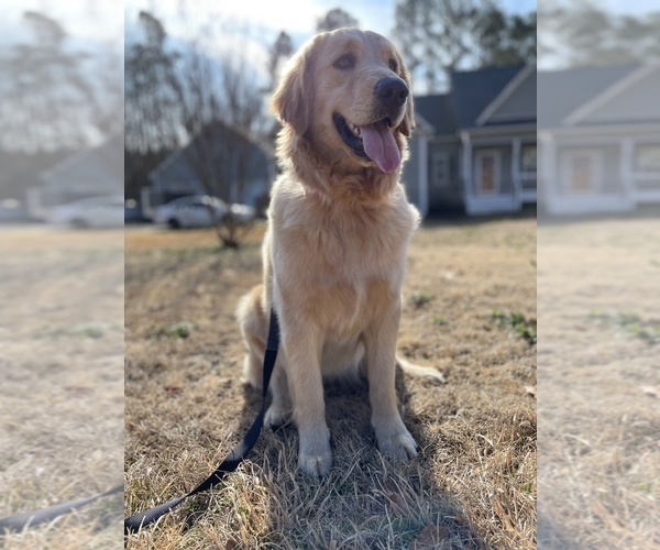 Medium Photo #6  Breeder Profile in DONIPHAN, MO, USA