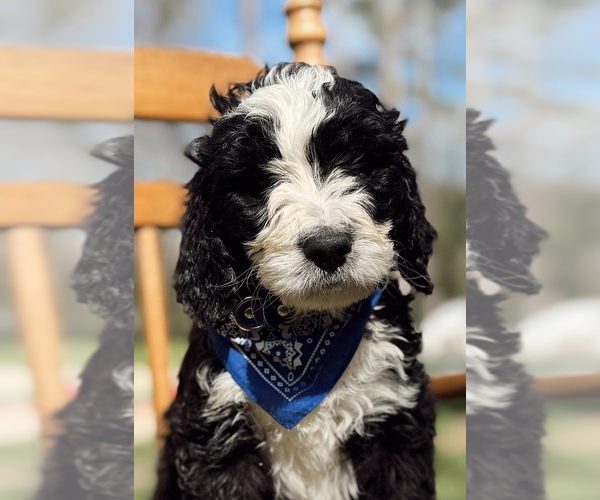 Medium Photo #12  Breeder Profile in MAGNOLIA, TX, USA
