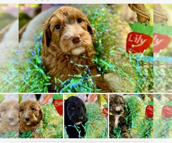 Medium Photo #20  Breeder Profile in FRIENDSWOOD, TX, USA