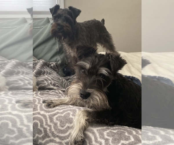 Medium Photo #1  Breeder Profile in WALLINGFORD, PA, USA