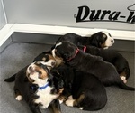 Small #2 Breeder Profile image