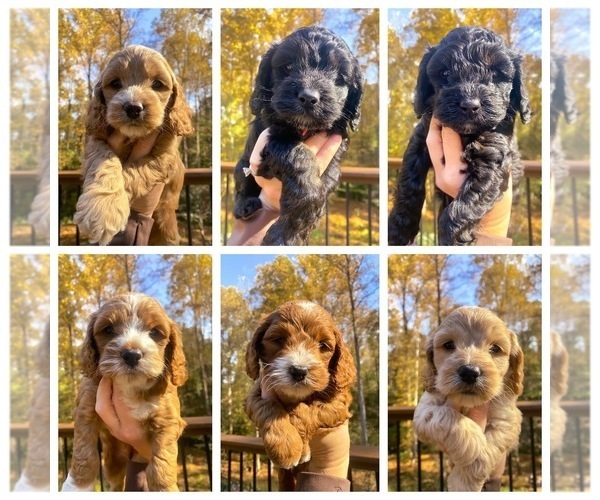 Medium Photo #1  Breeder Profile in PENDERGRASS, GA, USA