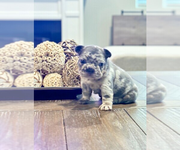 Medium Photo #16  Breeder Profile in FONTANA, CA, USA