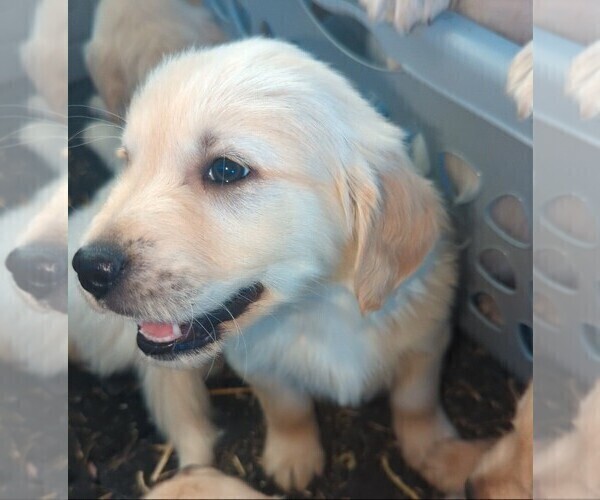Medium Photo #6  Breeder Profile in MILACA, MN, USA