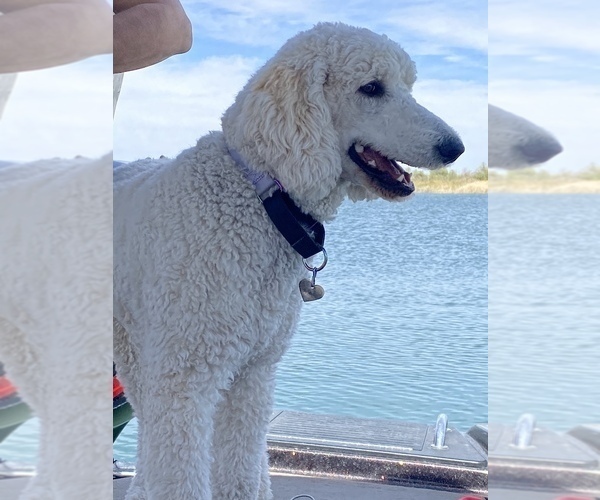 Medium Photo #11  Breeder Profile in PEYTON, CO, USA