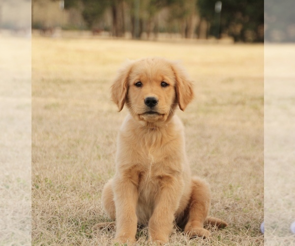 Medium Photo #1  Breeder Profile in SCURRY, TX, USA