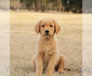 Main photo of Goldendoodle (Miniature) Dog Breeder near SCURRY, TX, USA