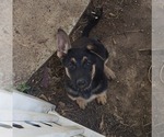 Small breeder photo