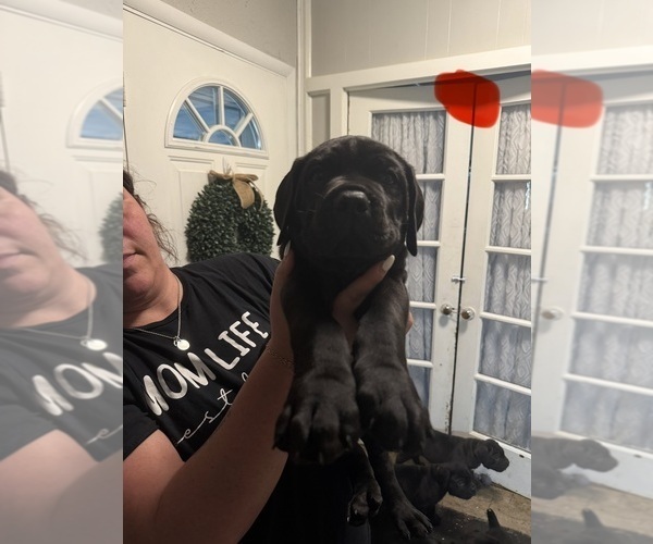 Medium Photo #8  Breeder Profile in HIGHLAND HEIGHTS, OH, USA