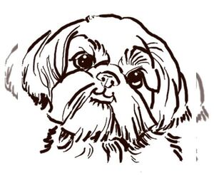 Shih Tzu Dog Breeder near DENTON, NC, USA