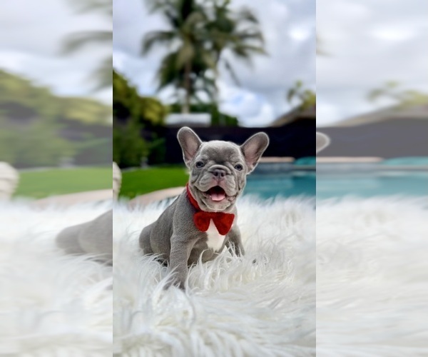 Medium Photo #5  Breeder Profile in MIAMI, FL, USA
