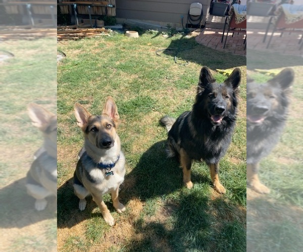 Medium Photo #1  Breeder Profile in CASTLE ROCK, CO, USA