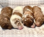 Small breeder photo