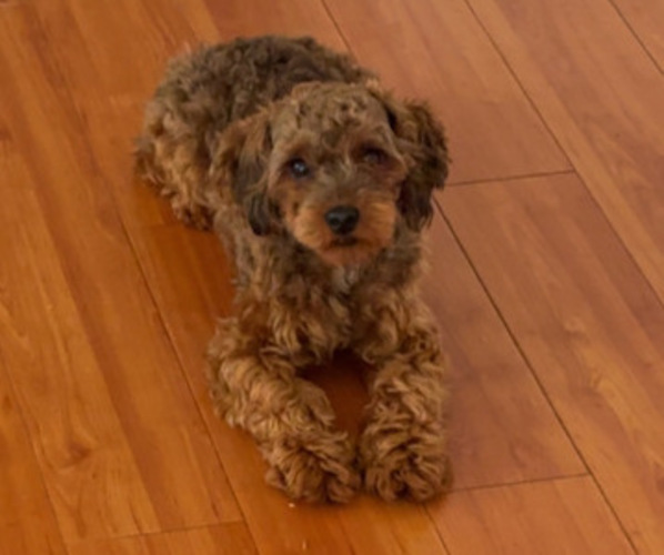 Medium Photo #2  Breeder Profile in ARLINGTON, TX, USA