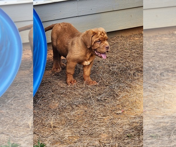 Medium Photo #9  Breeder Profile in MONROE, GA, USA