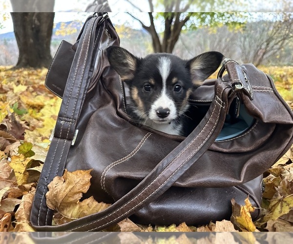 Medium Photo #25  Breeder Profile in PERKINSVILLE, VT, USA