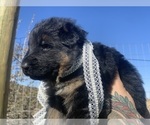 Small #64 Breeder Profile image