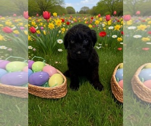 Golden Retriever-Goldendoodle Mix Dog Breeder near MALVERN, OH, USA