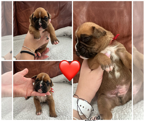 Medium Photo #5  Breeder Profile in EAST FREETOWN, MA, USA