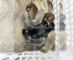 Small #10 Breeder Profile image