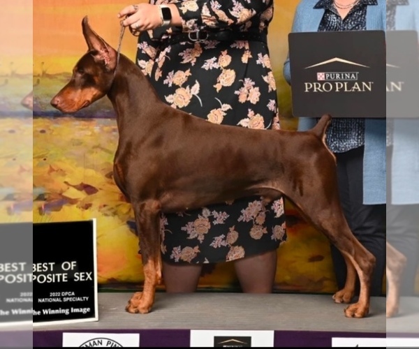 Medium Photo #10  Breeder Profile in BOWDEN, WV, USA