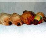Small breeder photo