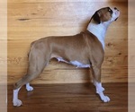 Small #1 Breeder Profile image