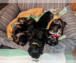 Small Photo #5  Breeder Profile in WESTBROOK, ME, USA