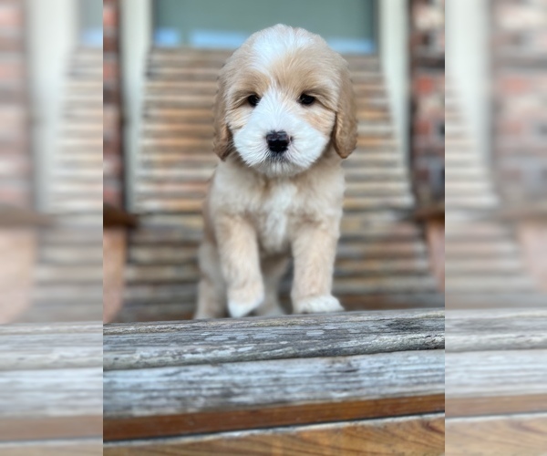 Medium Photo #1  Breeder Profile in COVINGTON, LA, USA