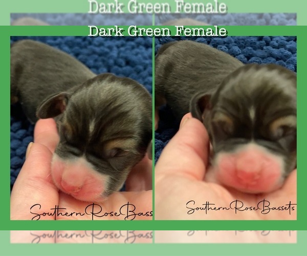 Medium Photo #5  Breeder Profile in TEMPLE, TX, USA