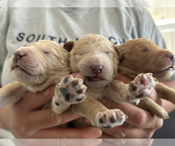 Medium Photo #1  Breeder Profile in CITRUS HEIGHTS, CA, USA