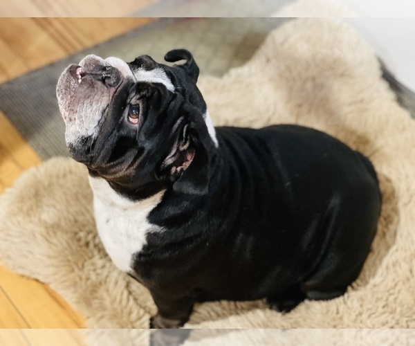 Medium Photo #1  Breeder Profile in SACRAMENTO, CA, USA