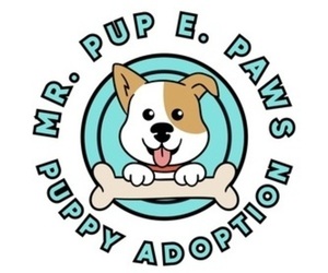 Boston Terrier Dog Breeder in FRANKLIN,  USA