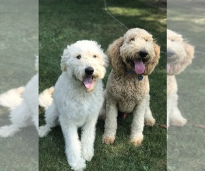 Poodle (Standard)-Pyredoodle Mix Dog Breeder near ANSONIA, OH, USA