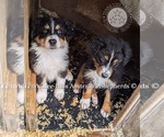 Small #1 Breeder Profile image