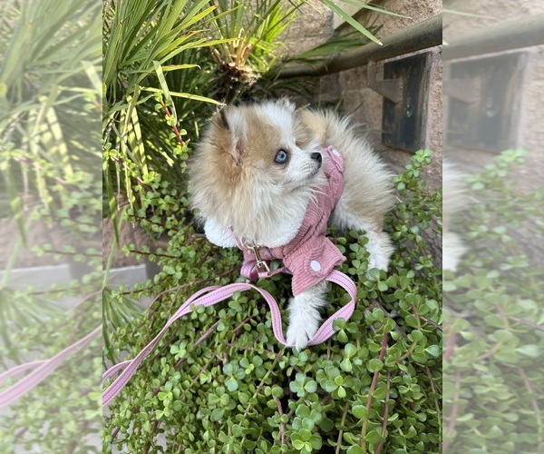 Medium Photo #18  Breeder Profile in CAVE CREEK, AZ, USA