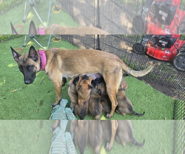 Medium Photo #21  Breeder Profile in OSHKOSH, WI, USA