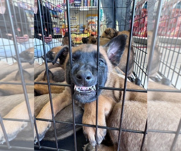Medium Photo #5  Breeder Profile in OSHKOSH, WI, USA