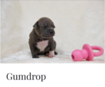 Small Photo #8  Breeder Profile in COON RAPIDS, MN, USA