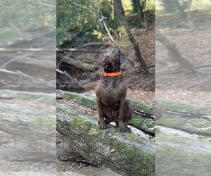 Chesapeake Bay Retriever Dog Breeder near WAKE FOREST, NC, USA