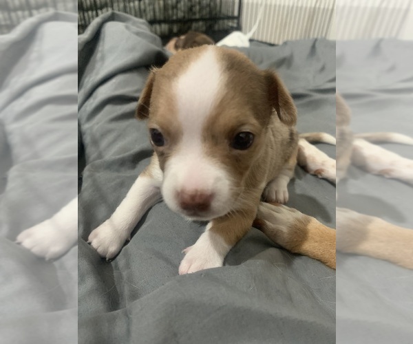 Medium Photo #14  Breeder Profile in NORTH PROVIDENCE, RI, USA