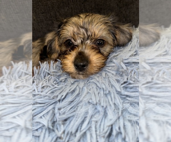 Medium Photo #1  Breeder Profile in ATLANTA, GA, USA