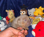 Small #4 Breeder Profile image